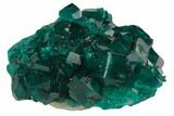 Lustrous, Dioptase Crystal Cluster (Large Crystals) - Namibia #78697-1